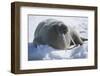 Walrus Resting on an Ice Floe-DLILLC-Framed Photographic Print