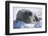 Walrus Resting on an Ice Floe-DLILLC-Framed Photographic Print