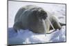 Walrus Resting on an Ice Floe-DLILLC-Mounted Photographic Print