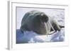 Walrus Resting on an Ice Floe-DLILLC-Framed Photographic Print