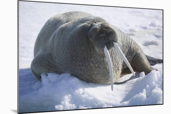 Walrus Resting on an Ice Floe-DLILLC-Mounted Photographic Print