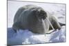 Walrus Resting on an Ice Floe-DLILLC-Mounted Photographic Print