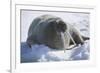 Walrus Resting on an Ice Floe-DLILLC-Framed Photographic Print