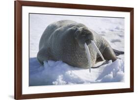 Walrus Resting on an Ice Floe-DLILLC-Framed Photographic Print