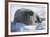 Walrus Resting on an Ice Floe-DLILLC-Framed Photographic Print