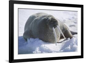 Walrus Resting on an Ice Floe-DLILLC-Framed Photographic Print