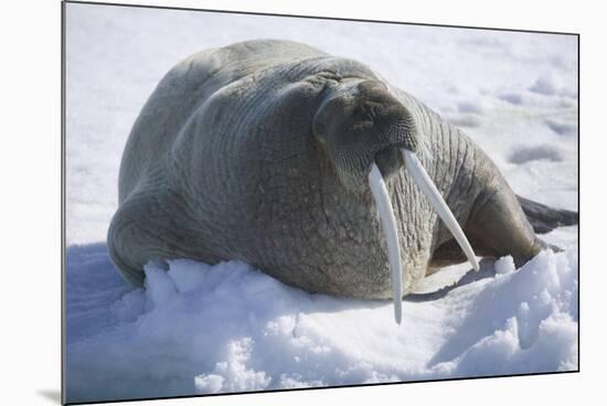 Walrus Resting on an Ice Floe-DLILLC-Mounted Photographic Print