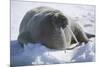 Walrus Resting on an Ice Floe-DLILLC-Mounted Photographic Print