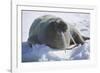 Walrus Resting on an Ice Floe-DLILLC-Framed Photographic Print