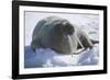 Walrus Resting on an Ice Floe-DLILLC-Framed Photographic Print