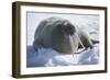 Walrus Resting on an Ice Floe-DLILLC-Framed Photographic Print