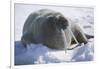 Walrus Resting on an Ice Floe-DLILLC-Framed Photographic Print