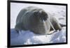 Walrus Resting on an Ice Floe-DLILLC-Framed Photographic Print