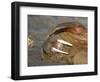 Walrus Resting on Beach in Norway-Paul Souders-Framed Photographic Print