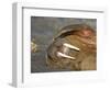 Walrus Resting on Beach in Norway-Paul Souders-Framed Photographic Print