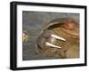 Walrus Resting on Beach in Norway-Paul Souders-Framed Photographic Print