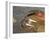 Walrus Resting on Beach in Norway-Paul Souders-Framed Photographic Print