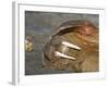 Walrus Resting on Beach in Norway-Paul Souders-Framed Photographic Print