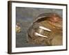 Walrus Resting on Beach in Norway-Paul Souders-Framed Photographic Print