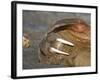 Walrus Resting on Beach in Norway-Paul Souders-Framed Photographic Print