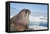 Walrus Resting on Ice in Hudson Bay, Nunavut, Canada-Paul Souders-Framed Stretched Canvas