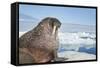 Walrus Resting on Ice in Hudson Bay, Nunavut, Canada-Paul Souders-Framed Stretched Canvas