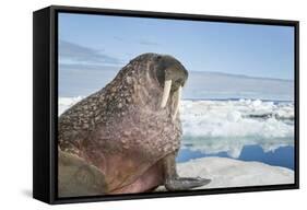 Walrus Resting on Ice in Hudson Bay, Nunavut, Canada-Paul Souders-Framed Stretched Canvas