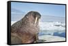 Walrus Resting on Ice in Hudson Bay, Nunavut, Canada-Paul Souders-Framed Stretched Canvas