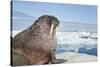 Walrus Resting on Ice in Hudson Bay, Nunavut, Canada-Paul Souders-Stretched Canvas