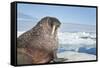 Walrus Resting on Ice in Hudson Bay, Nunavut, Canada-Paul Souders-Framed Stretched Canvas