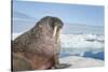 Walrus Resting on Ice in Hudson Bay, Nunavut, Canada-Paul Souders-Stretched Canvas