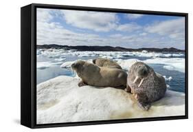 Walrus Resting on Ice in Hudson Bay, Nunavut, Canada-Paul Souders-Framed Stretched Canvas