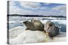 Walrus Resting on Ice in Hudson Bay, Nunavut, Canada-Paul Souders-Stretched Canvas