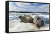 Walrus Resting on Ice in Hudson Bay, Nunavut, Canada-Paul Souders-Framed Stretched Canvas