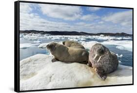 Walrus Resting on Ice in Hudson Bay, Nunavut, Canada-Paul Souders-Framed Stretched Canvas