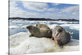 Walrus Resting on Ice in Hudson Bay, Nunavut, Canada-Paul Souders-Stretched Canvas