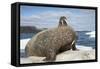 Walrus Resting on Ice in Hudson Bay, Nunavut, Canada-Paul Souders-Framed Stretched Canvas