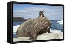 Walrus Resting on Ice in Hudson Bay, Nunavut, Canada-Paul Souders-Framed Stretched Canvas