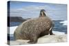 Walrus Resting on Ice in Hudson Bay, Nunavut, Canada-Paul Souders-Stretched Canvas