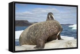 Walrus Resting on Ice in Hudson Bay, Nunavut, Canada-Paul Souders-Framed Stretched Canvas