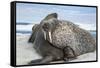 Walrus Resting on Ice in Hudson Bay, Nunavut, Canada-Paul Souders-Framed Stretched Canvas