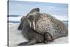 Walrus Resting on Ice in Hudson Bay, Nunavut, Canada-Paul Souders-Stretched Canvas