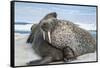 Walrus Resting on Ice in Hudson Bay, Nunavut, Canada-Paul Souders-Framed Stretched Canvas