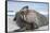 Walrus Resting on Ice in Hudson Bay, Nunavut, Canada-Paul Souders-Framed Stretched Canvas