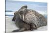 Walrus Resting on Ice in Hudson Bay, Nunavut, Canada-Paul Souders-Stretched Canvas