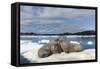 Walrus Resting on Ice in Hudson Bay, Nunavut, Canada-Paul Souders-Framed Stretched Canvas