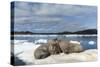 Walrus Resting on Ice in Hudson Bay, Nunavut, Canada-Paul Souders-Stretched Canvas