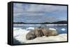 Walrus Resting on Ice in Hudson Bay, Nunavut, Canada-Paul Souders-Framed Stretched Canvas