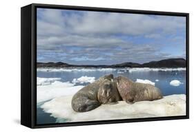 Walrus Resting on Ice in Hudson Bay, Nunavut, Canada-Paul Souders-Framed Stretched Canvas