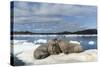 Walrus Resting on Ice in Hudson Bay, Nunavut, Canada-Paul Souders-Stretched Canvas